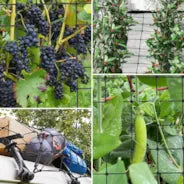 Vivosun Elastisches Trellis-Netz 60x120 cm mit 4 Haken